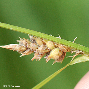 mature pistillate spike