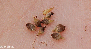 perigynia
