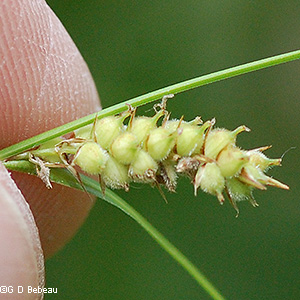 green pistillate spike