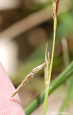young pistillate spike