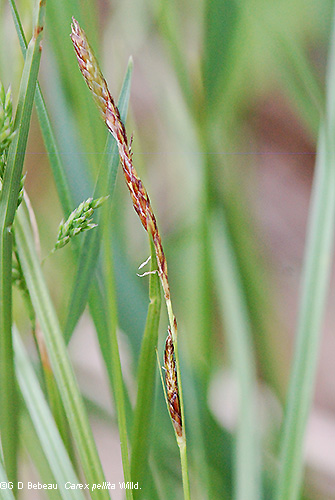 Staminate spikes