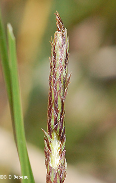 staminate spike detail