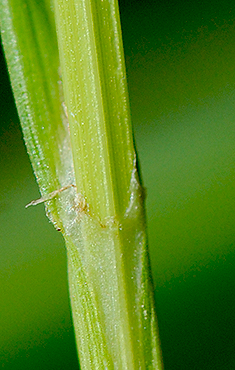 leaf sheath