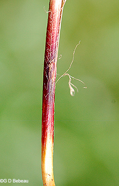 basal sheaths