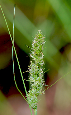 after flowering