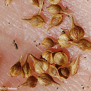 mature perigynia