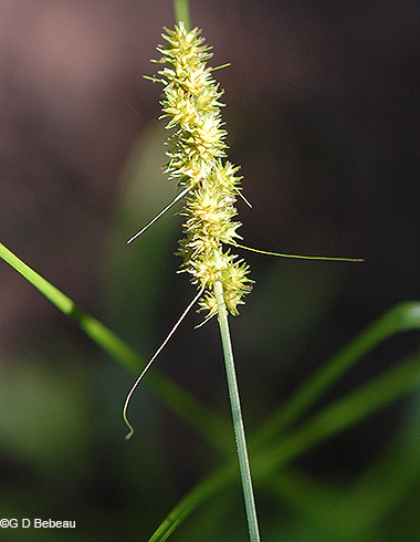 inflorescence