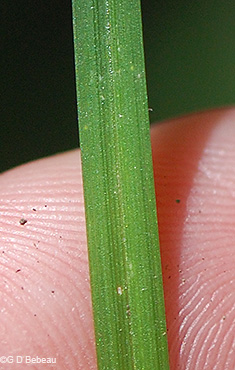 leaf blade