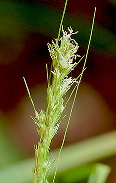 Flowering