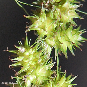 perigynia detail