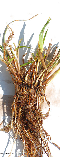 root