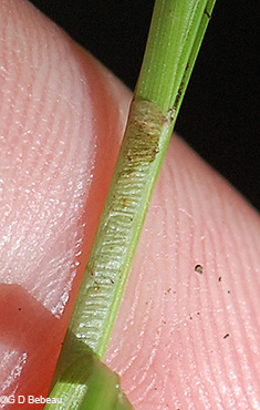 leaf sheath