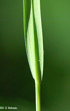Sheath back