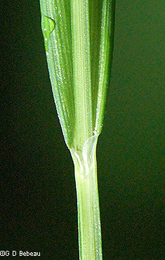 Sheath front