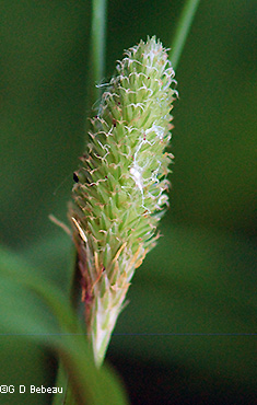 Upper spike
