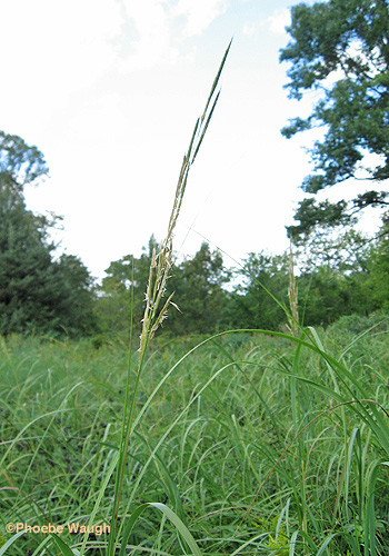Prairie Cordgrass stem