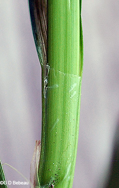 leaf sheath