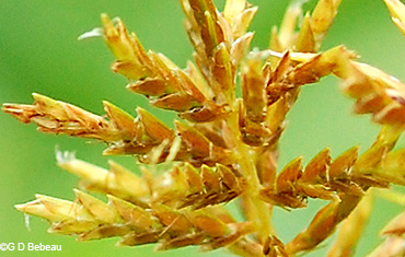 maturing spikelets