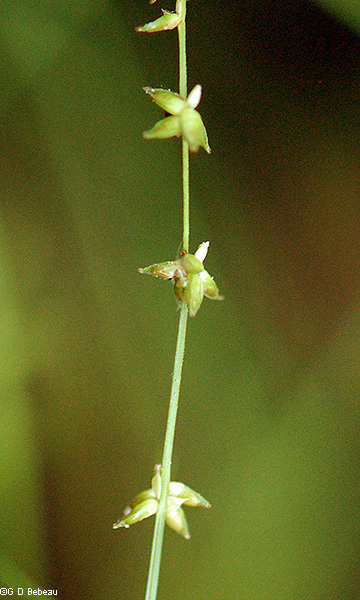Inflorescence