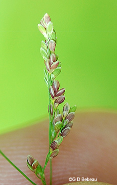 Summer spikelets and lemmas