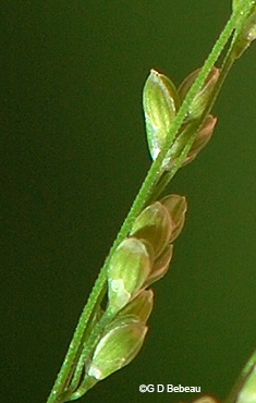Summer spikelets