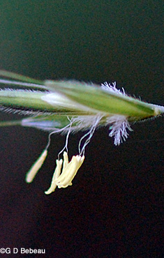 Hairy Woodland Brome early flower