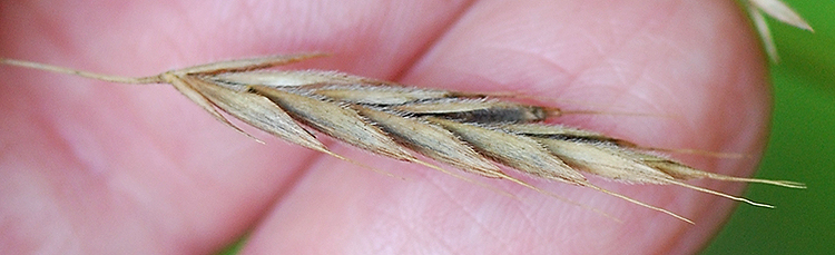 Hairy woodland brome maturing spikelet