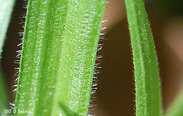 leaf blades