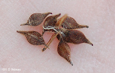 perigynia