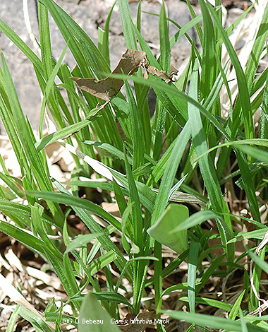 plants