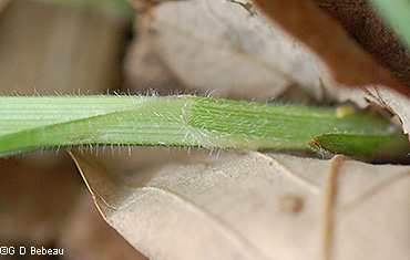leaf sheath