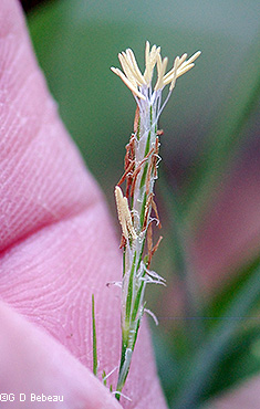 staminate spike