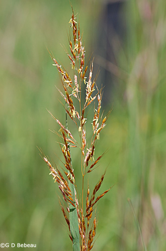 Indian Grass Seedhead