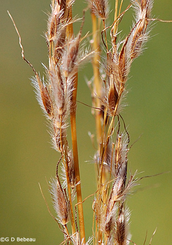 Indian Grass seed detail