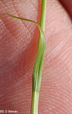 leaf and sheath