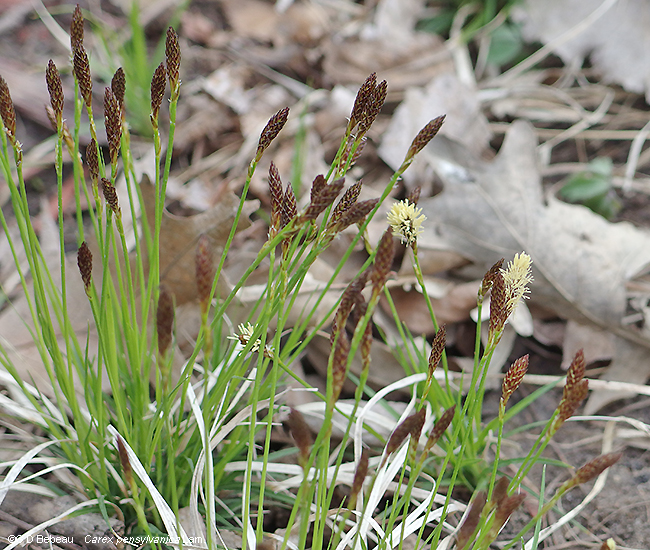 Pennsylvania sedge plants