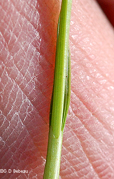 ligule