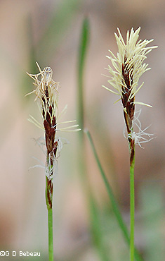 Spikes with male and female 