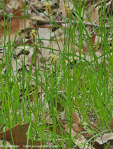 Plants