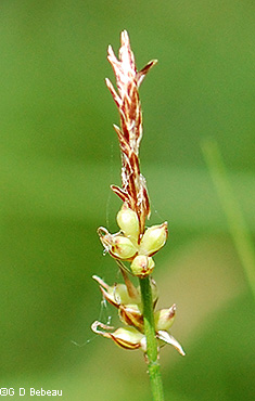 Maturing perigynia