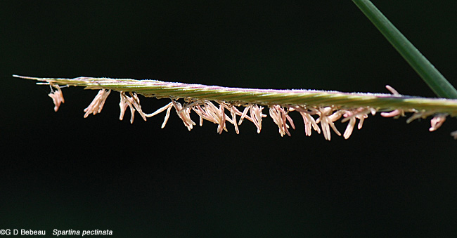 Prairie Cordgrass panicle