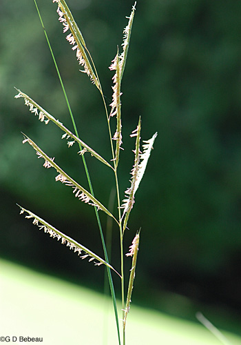 Prairie Cordgrass