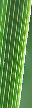 Prairie Cordgrass blade1