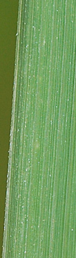 Prairie Cordgrass blade edge2
