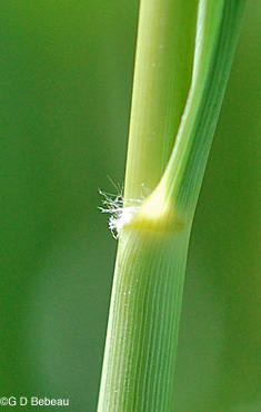 Prairie Cordgrass leaf sheath