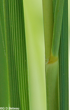 Prairie Cordgrass stem