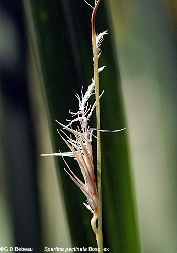 Prairie Cordgrass panicle