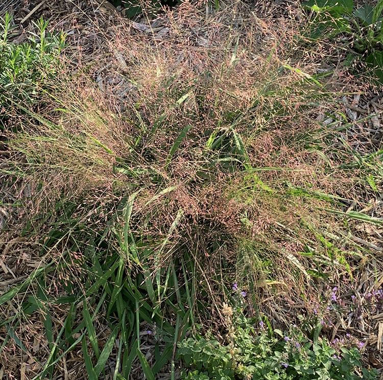 purple lovegrass plant