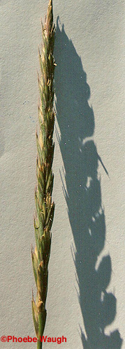 quackgrass seeds