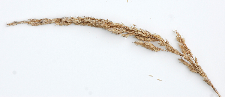mature panicle